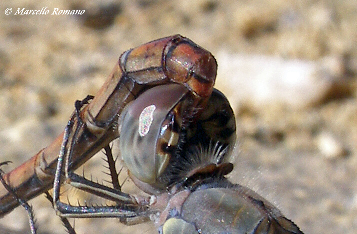 Scheda: Sympetrum striolatum